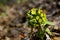 Small butterbur white petasites albus plant