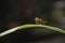 Small butterflies perch on the leaves