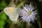 Small Butterfly and Beetle on Spiky Flower