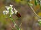 Small butterfly(Brown Skipper) on white flower