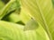 Small Butterfly Camouflage under The leaf