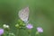 A small butterfly climbing on a grass flower