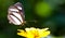 Small butterfly closeup sitting on a yellow wild flower with green out of focus bokeh background. Butterfly close up macro photo