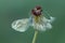 A small  butterfly dries its wings early in the morning in a clearing in dew on a dandelion flower