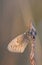 Small butterfly on a hay straw