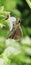 A small butterfly perched on a flower