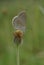 A small butterfly perches on a flower