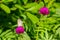 Small butterfly on the purple gomphrena flower.