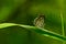 Small Butterfly sits on a green grass habitat in day time
