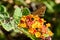 Small butterfly on tiny flowers