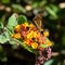 Small butterfly on tiny flowers