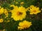 small butterfly on a yellow flower