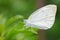 Small cabbage white butterfly