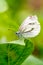 Small cabbage white butterfly or Pieris rapae standing on the leaf