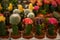Small cacti in flowerpots. Cacti in a shop window.