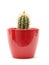 Small cacti in red pot