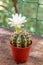 Small cactus bloomed with a beautiful white flower. Houseplant in a pot.