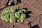 Small cactus at brown volcanic soil