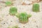 Small Cactus. A closed up of beautiful cactus species called Echinopsis Calochlora Cactus