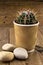 Small cactus in a coffee cup on rustic wood backround with pebbles