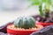 Small cactus in flower pots with cofee bean