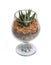 Small cactus in glass.