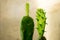 Small cactus green nopal plant