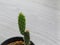 Small cactus of Opuntia Tuna Monstrusa on a blurred wooden background