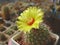 Small cactus Parodia alijilanensis with flower