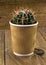 Small cactus plant in a paper coffee cup