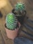 Small cactus is planted in a small pot where the evening sun shines through its back.