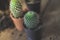 Small cactus is planted in a small pot where the evening sun shines through its back.