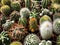 Small cactus plants closeup - miniature houseplant decoration