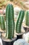 Small Cactus in Plastic Pots