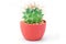 Small cactus in a pot