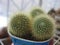 Small cactus seedlings of Brasilicactus graessneri with dense yellow spines