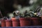 Small cactus seedlings in dark red pots,