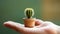 A small cactus sits nestled in a pot