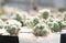 Small cactus .Still Life Natural many Cactus Plants on Vintage s