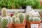 Small cactus, succulent and haworthia plants on the flower pots and display idea in front of cacti shop at the outdoor