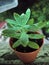 Small cactus with water dropped