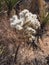 Small cactus with white blooms, Joshua Tree National Park, California