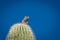 A Small Cactus Wren Perched on a Cactus