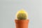 small cactus with yellow sharp thorns, copy space