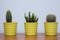 Small cactuses with blue background