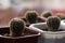 Small cactuses in pots on the windowsill, background