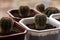 Small cactuses in pots on the windowsill, background