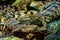 A small caimans - crocodiles on a log and rock on a sunny day. It live throughout the tropics in Africa, Asia, the Americas and