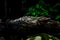 A small caimans - crocodiles on a log and rock on a sunny day. It live throughout the tropics in Africa, Asia, the Americas and