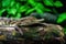 A small caimans - crocodiles on a log and rock on a sunny day. It live throughout the tropics in Africa, Asia, the Americas and